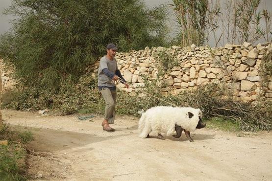 Le Cochon de Gaza - 3