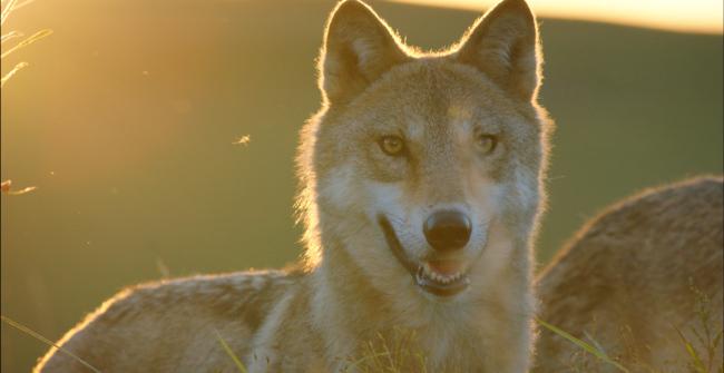 Wolf-Le-Dernier-Loup-Jean-Jacques-Annaud-Image-9