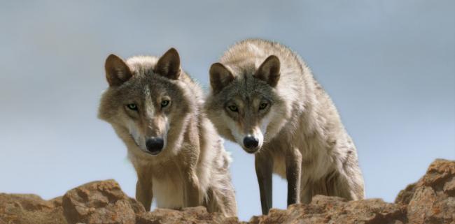 Wolf-Le-Dernier-Loup-Jean-Jacques-Annaud-Image-10