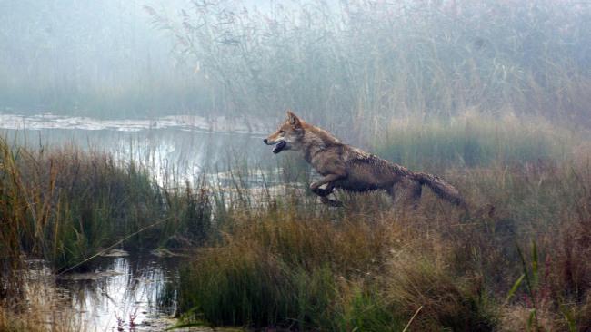 Wolf-Le-Dernier-Loup-Jean-Jacques-Annaud-Image-19