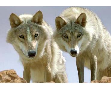 MUSTANG et LE DERNIER DES LOUPS représenteront la France aux Oscars 2016 !