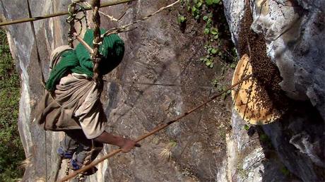 [DVD] Himalaya, face aux abeilles géantes, les derniers cueilleurs de miel font de la résistance !