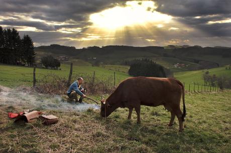 La Vache (Critique | 2016) réalisé par Mohamed Hamidi