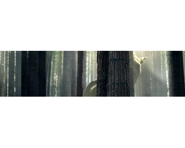 Peter et Elliott le Dragon (Critique l 2016) réalisé par David Lowery