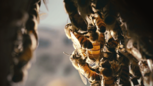 abeilles-300x169