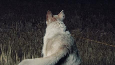 Bande annonce teaser VOST pour It Comes At Night de Trey Edward Shults Bande annonce teaser VOST pour It Comes At Night de Trey Edward Shults