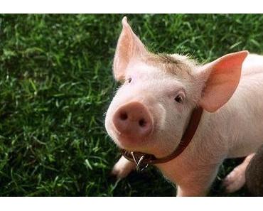 [1 CINÉPHILE = 1 FILM CULTE] : Babe, le cochon dans la ville
