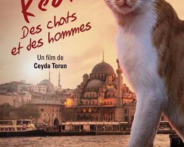 Kedi, des chats et des hommes
